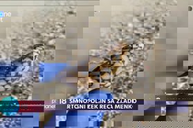 Poznate majhno in simpatično, a eno najbolj smrtonosnih bitij na svetu?
